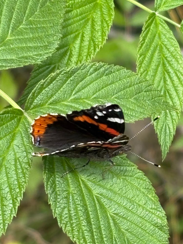 The red admiral (Vanessa atalanta) #Admiralen Norway 2025-07-30