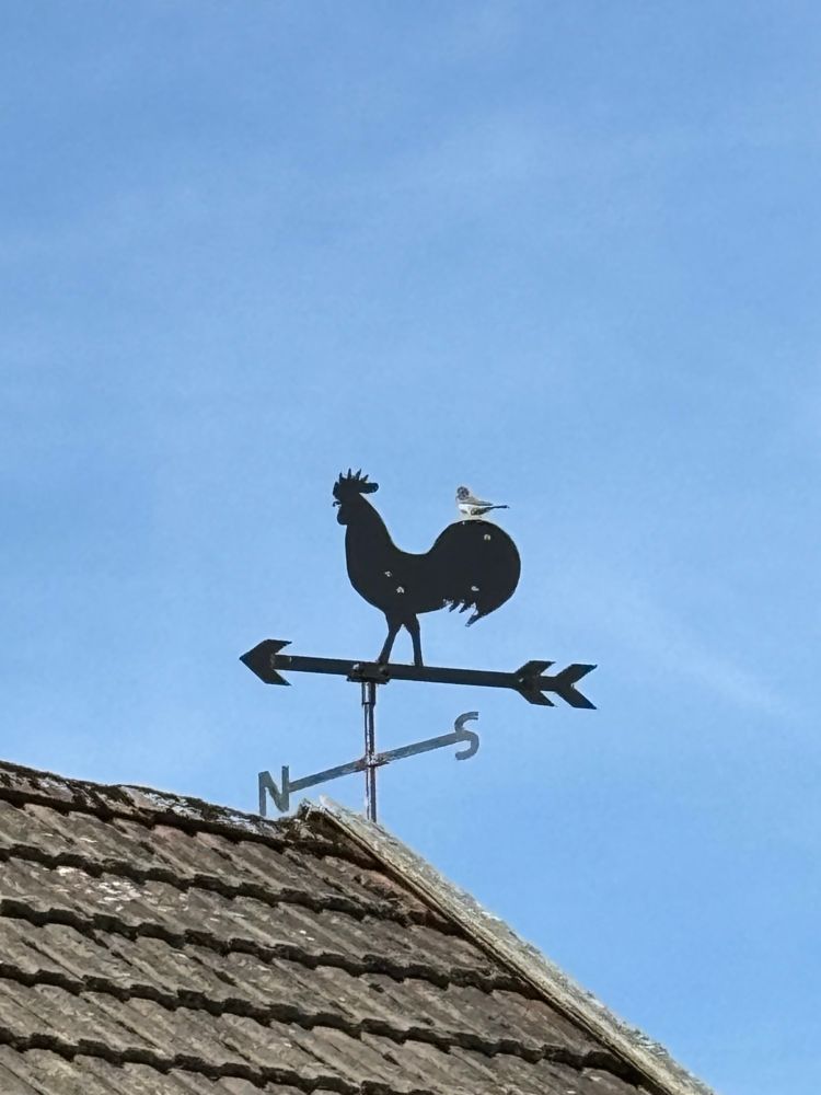 Small bird on a cockerel weathervane