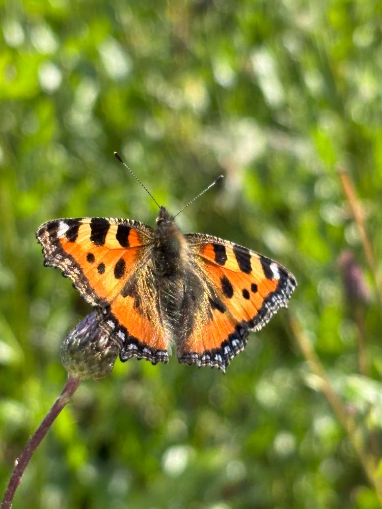 Small tortoiseshell butterfly