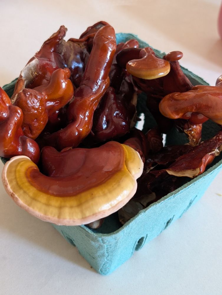 A cardboard pint container filled with shiny Reishi mushrooms.