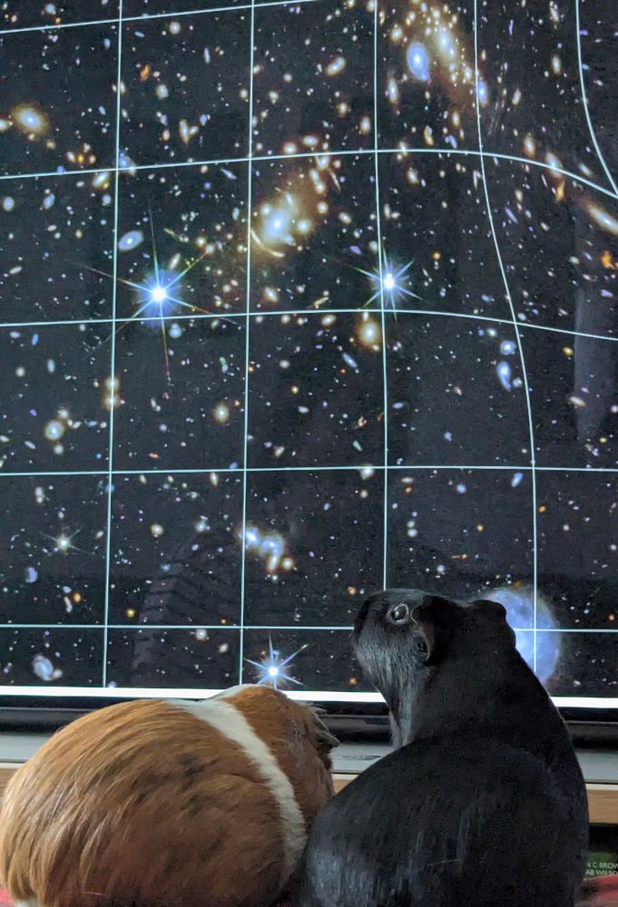 A large screen displaying a Euclid image of stars and galaxies in the background, with two guinea pigs in the foreground looking at the screen. On the left is Guinevere, who is ginger/brown and white in colour. On the right is Morgana, who is black in colour and tilting her head upwards with one eye visible towards the camera.