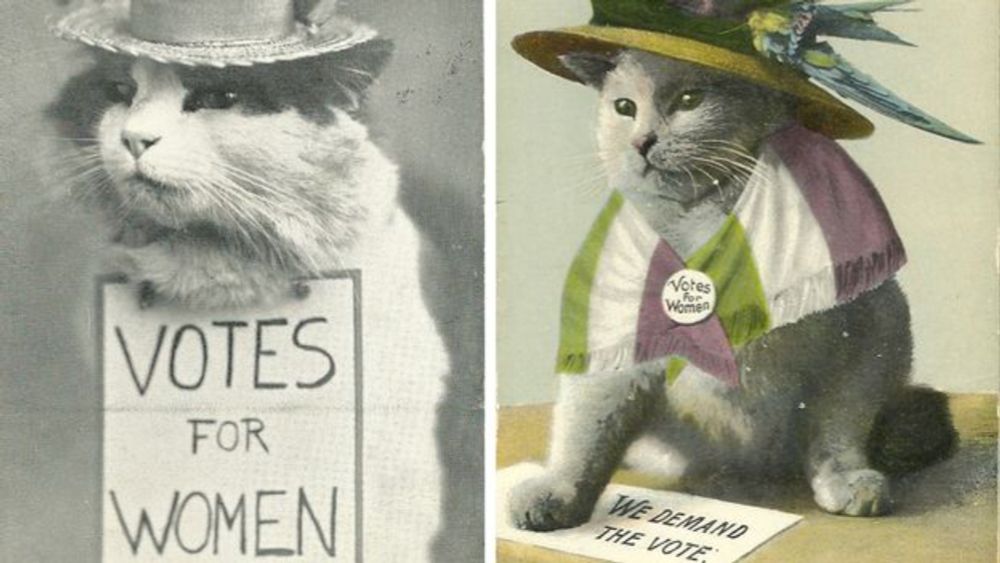 'Postcards are the email of their day': How cat memes went viral 100 years ago