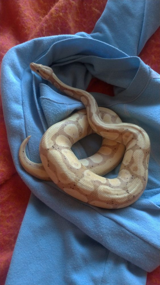 「しっこでた　ぽんぽんすっきり　部屋くさい」という縦書き短歌ポストに添えられた黄色いボールパイソンのうにさんの写真:オレンジの毛布の上に無造作に脱がれ置かれた水色のトレーナーの上に、ゆるくとぐろを巻いて11時の方向に頭を向けて落ち着いている姿。