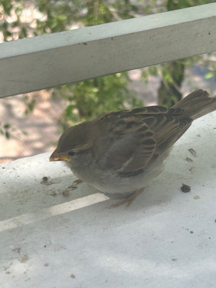 Female baby sparrow that's really round