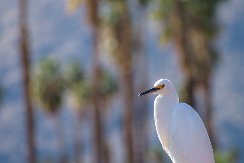 A white heron in California, with a tiny tuft of feather clinging to its beak.