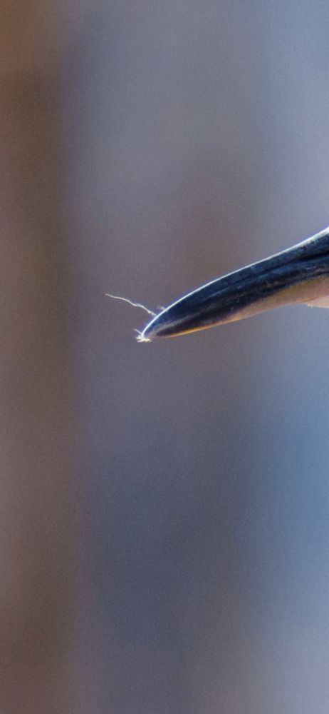 A closeup of the tuft of feather on the end of the beak.