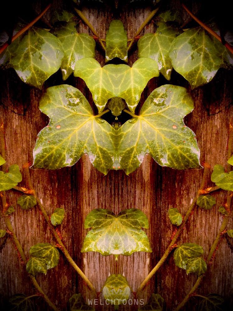 Photo of leaves and vines I took back in the Autumn of 2022. The are the leaves and vines you generally see hanging off the backs of people's fences that often border their gardens from the street. I have used a simple flip filter in each photo to create the visual effect.