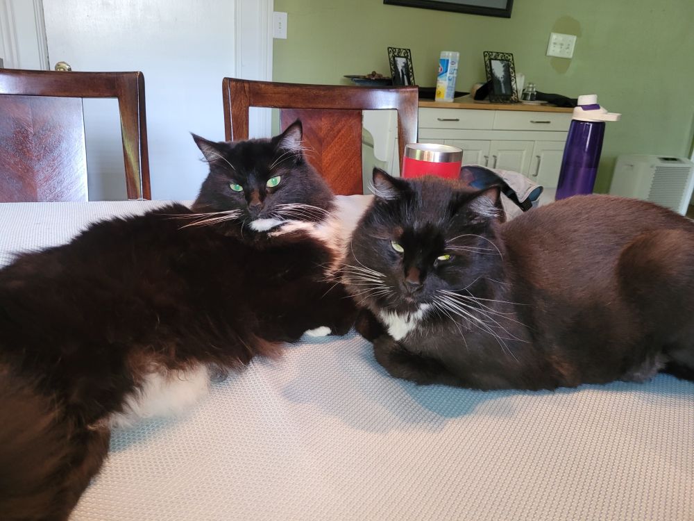 Two tuxedo cats on a dining room table.