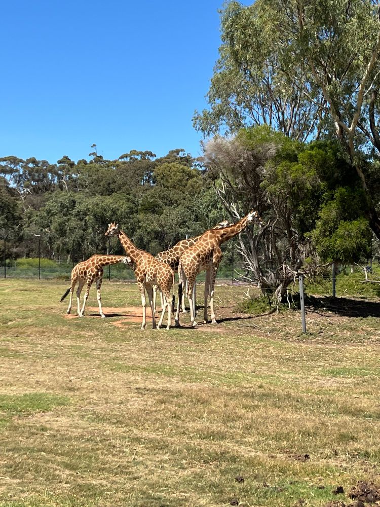 Giraffes chillin by the trees at an open range zoo