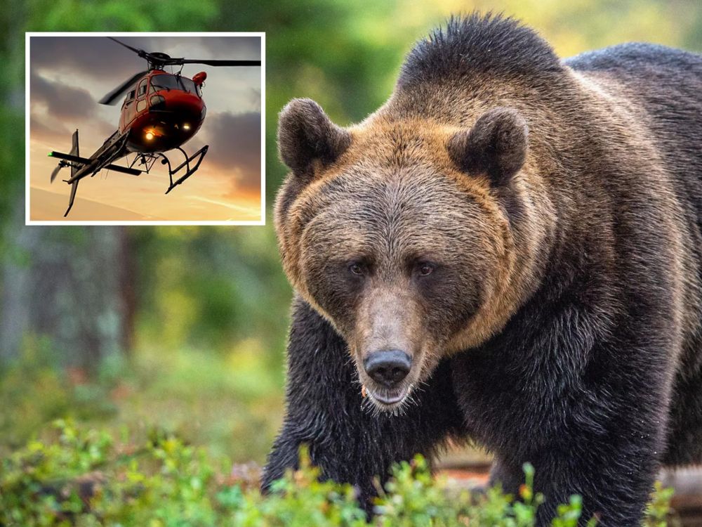 Bears Eat Wealthy Couple and Pilot After Helicopter Crash in Wilderness