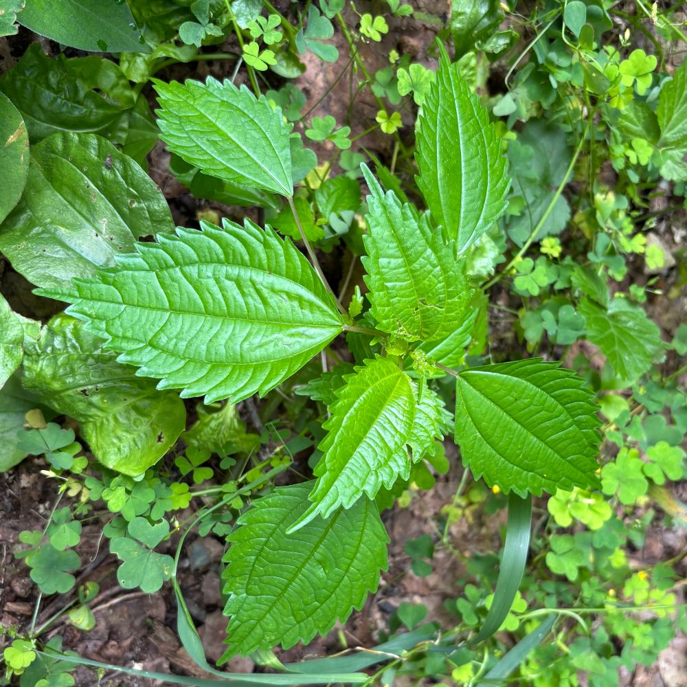 The jagged leaves of this Clearweed look as if they’ve been quilted.