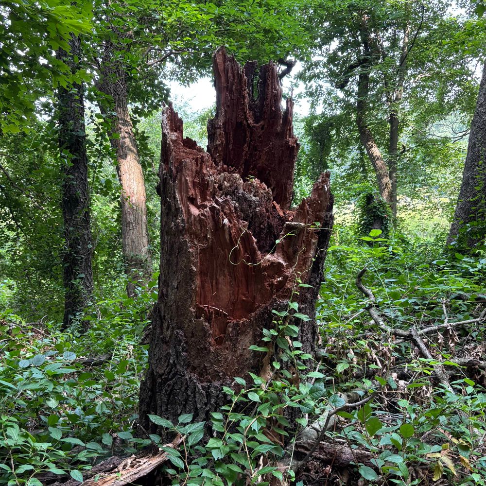 In the foreground, the jagged remains of a tree that fell long along. It is surrounded by less mature trees, and green underbrush.