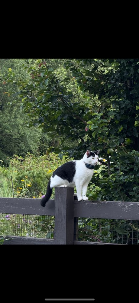 Cow cat sitting on a fence