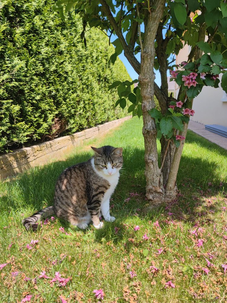 Photo de mon chat Yuki