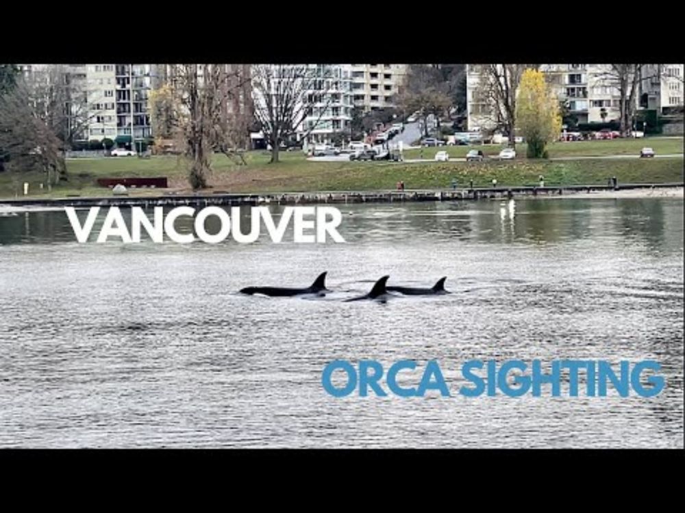 Incredible Orca sighting at Burrard inlet, Vancouver Nov 24, 2024