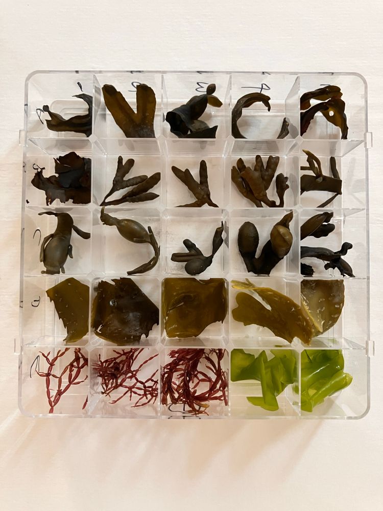 Seaweed in a tray
