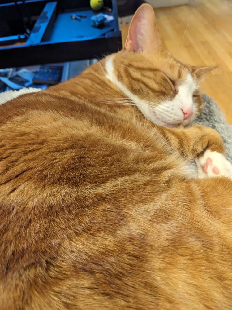 Sleeping Ringo, orange and white cat on my lap 