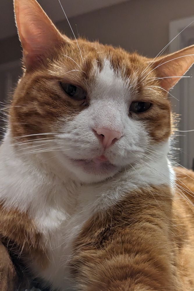 Ringo and a tiny blep.