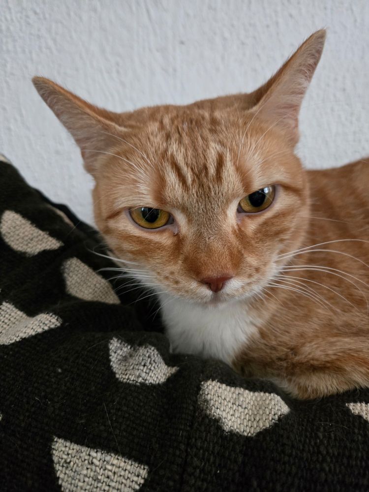An orange cat with a white chest and a serious expression