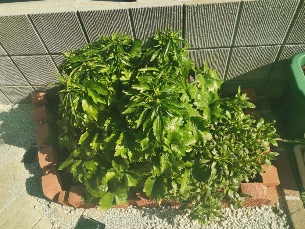 ラナンキュラスラックス
アルストロメリア