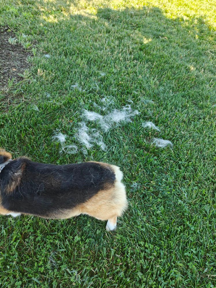 PB, a tricolor corgi, with a pile of fluff in the grass
