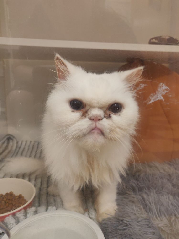 A senior white persian cat