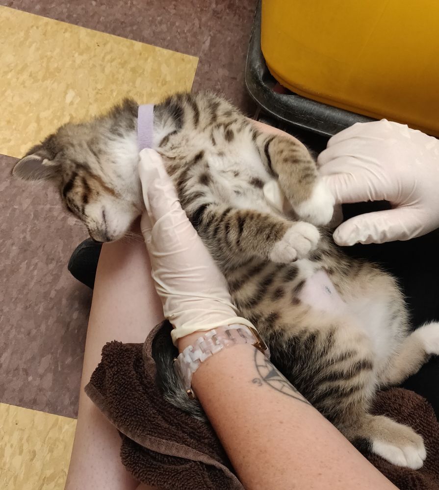 A tabby kitten gets its belly rubbed.