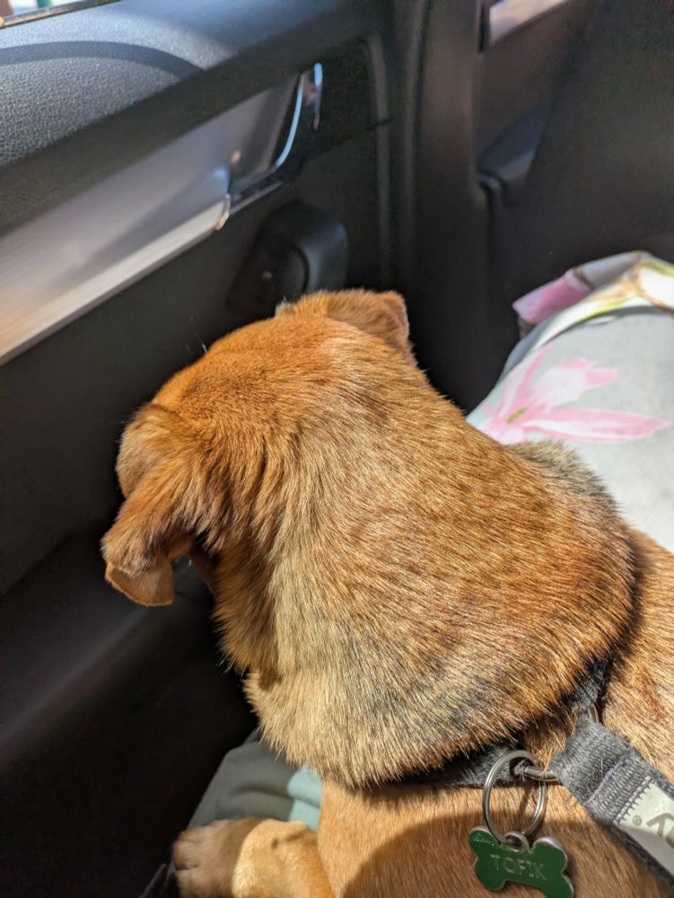 My dog Tofik looking at a car door