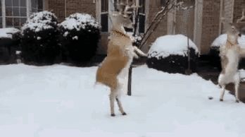 a dog is standing on its hind legs in the snow .