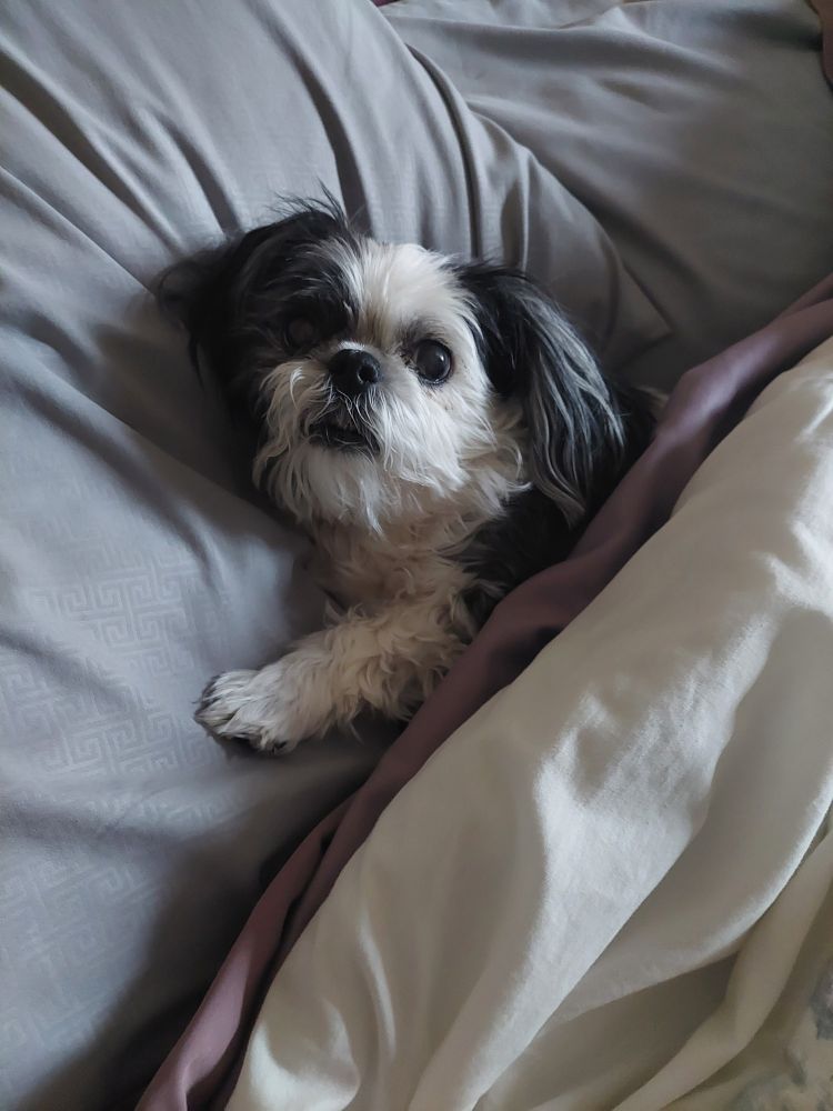 Black and white shihtzu in bed under covers, lying on pillow. 