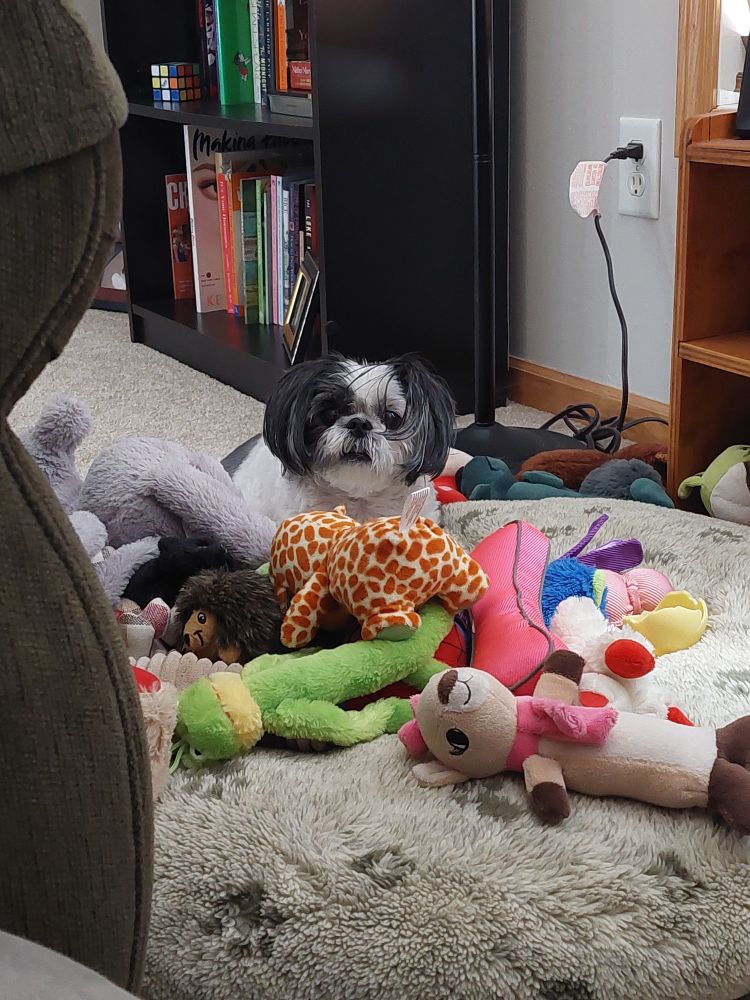Cutest ever black and white shihtzu sitting in her pile of toys