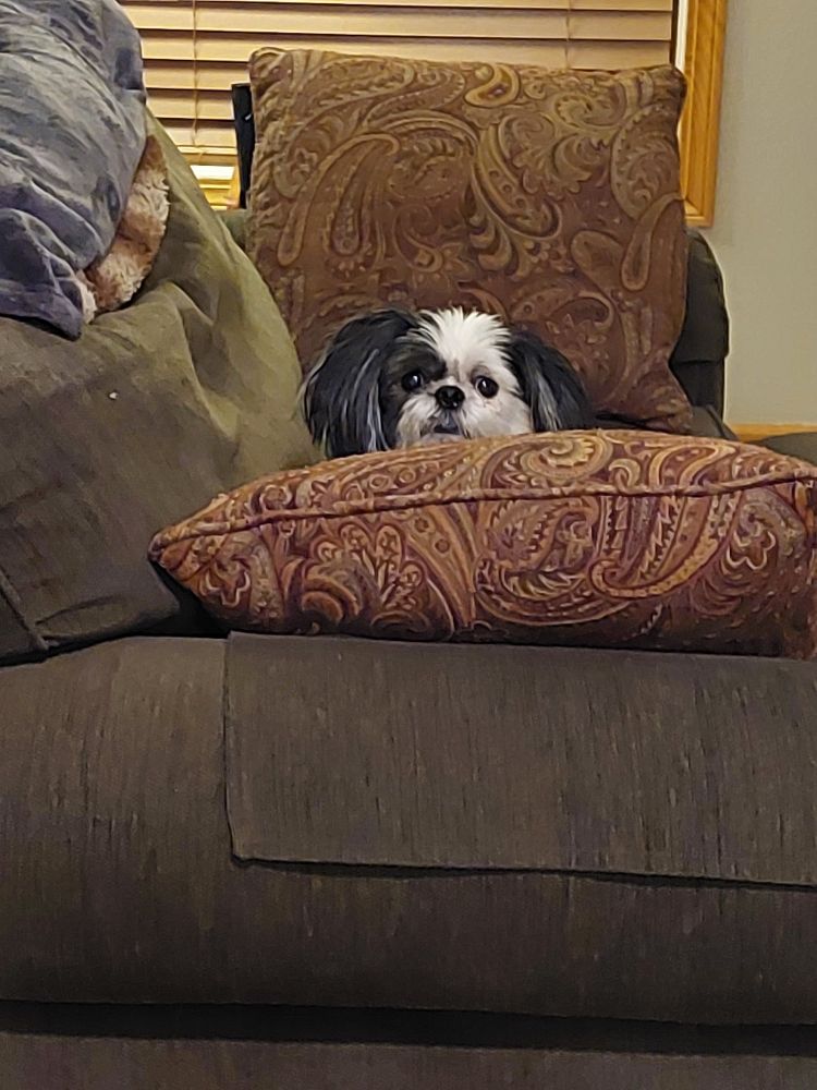Black and white shihtzu looking over pillow on couch