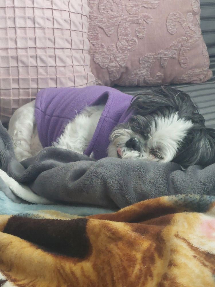 Adorable black and white shihtzu wearing purple fleece jacket sleeping on bed