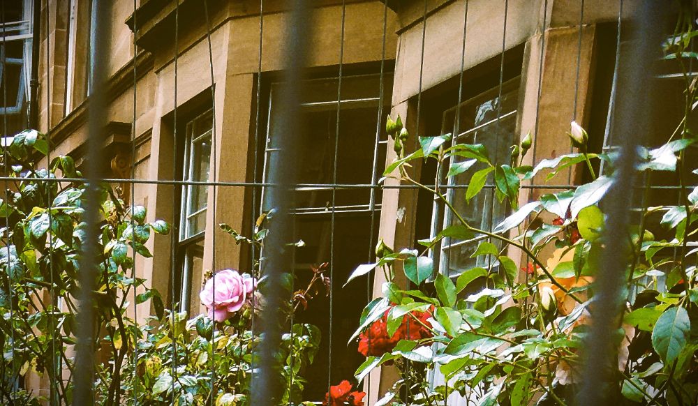 A colour photograph. We are looking through a fence towards some tenement windows. Rose bushes are visible.