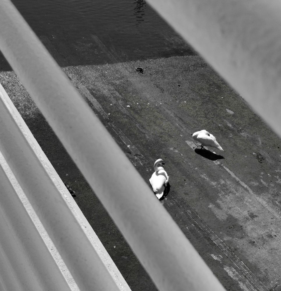 A monochrome photograph showing two swans on a riverbank. They are viewed through a gap in white railings which extend diagonally across the image.
