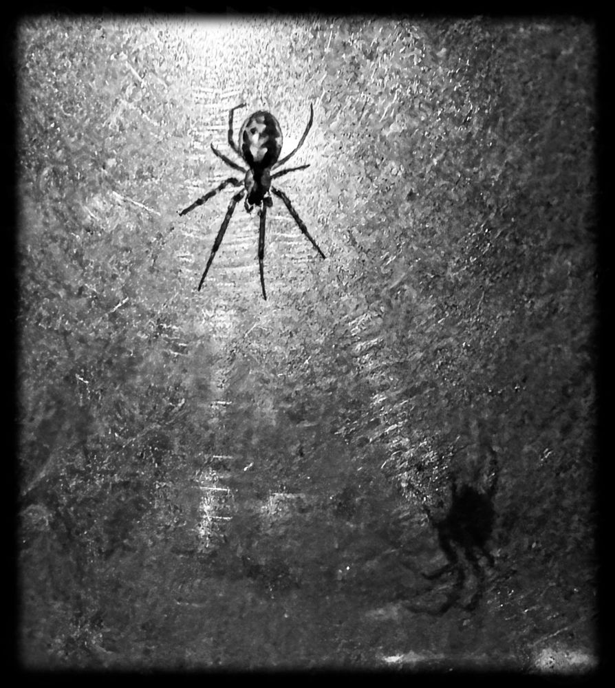 A spider waits on its web with its shadow on a Perspex bus shelter nearby