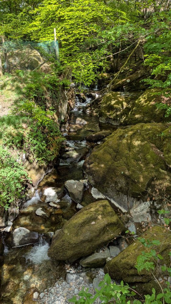 forest with a small creek