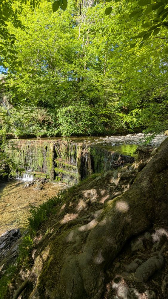 forest with a wide waterfall