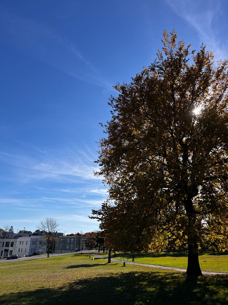 A tree with fall foliage with the Bay of Fundy in the background 