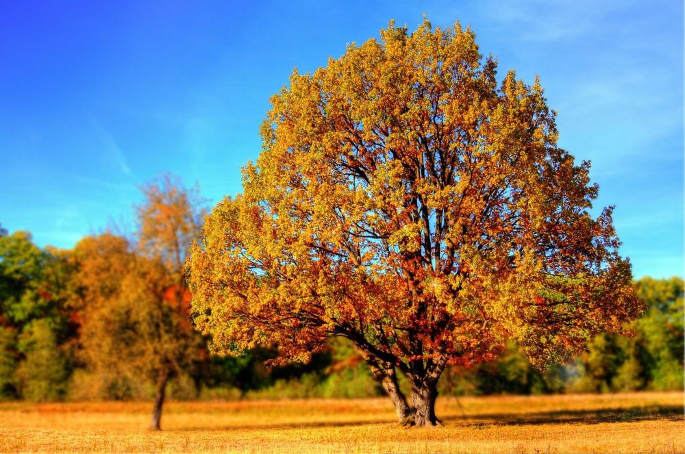 L’autunno: Talking About Fall in Italian