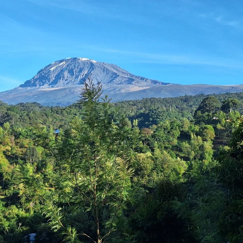 Photo of tree-rich agricultural landscape on Mount Kilimanjaro with the peak in the background 