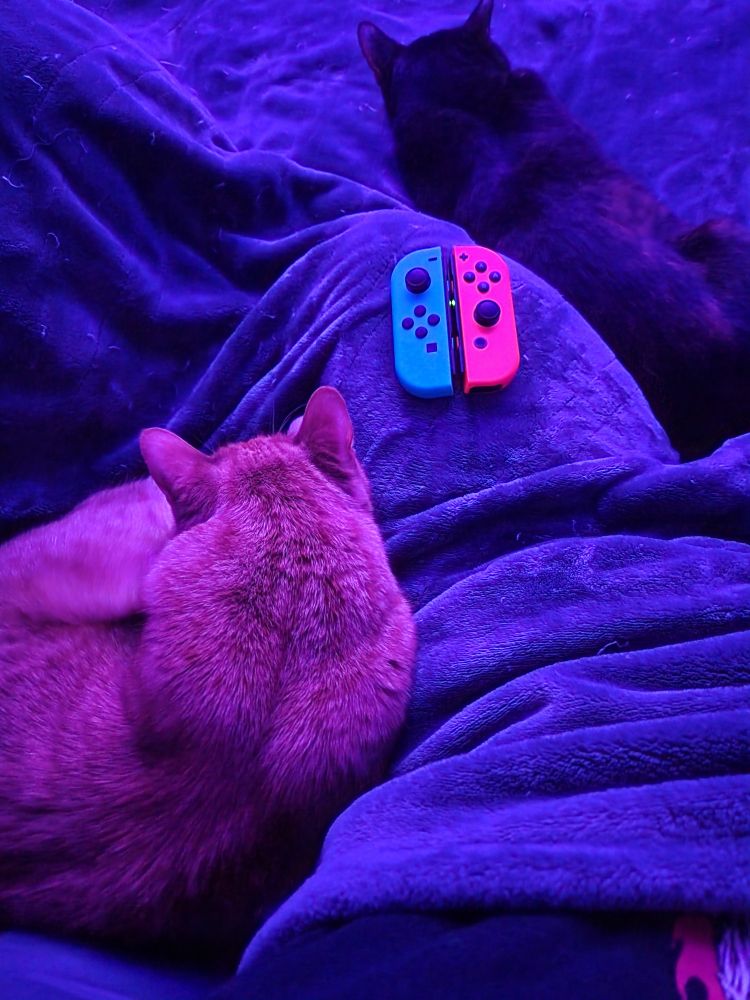 An orange cat, a tortie cat, and Nintendo switch controllers 