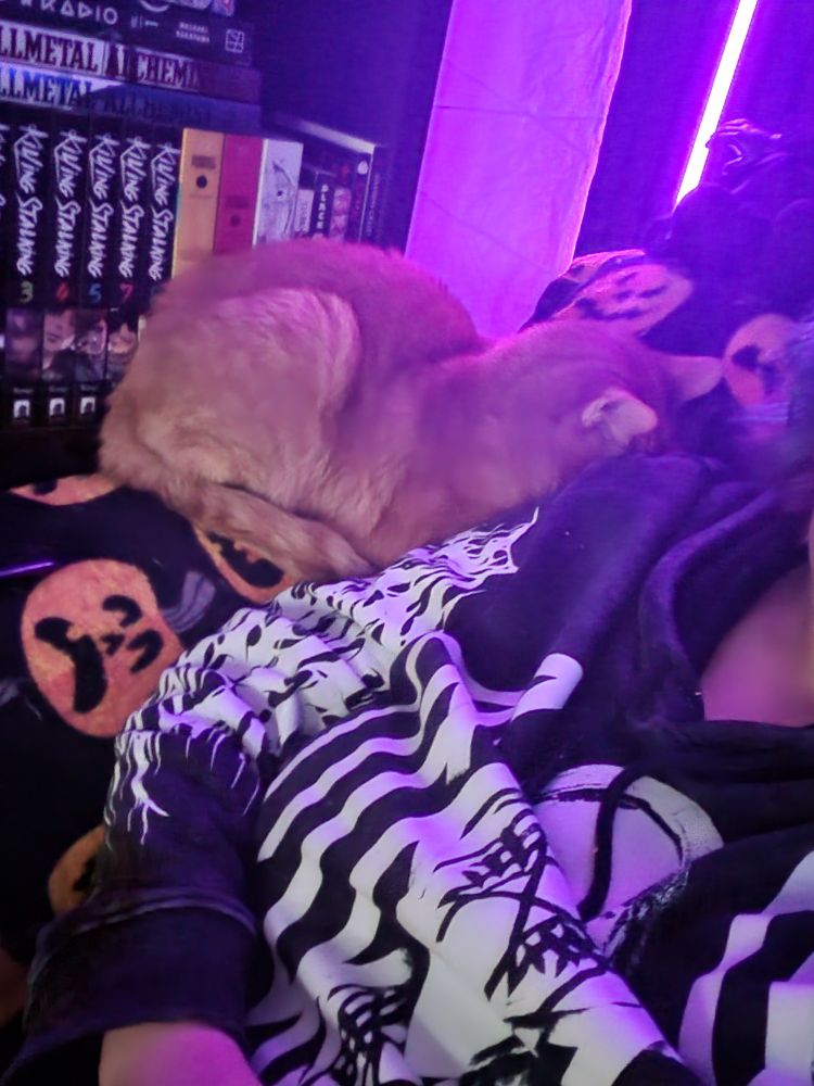 Orange cat lying on the arm of the couch with his head against my shoulder 