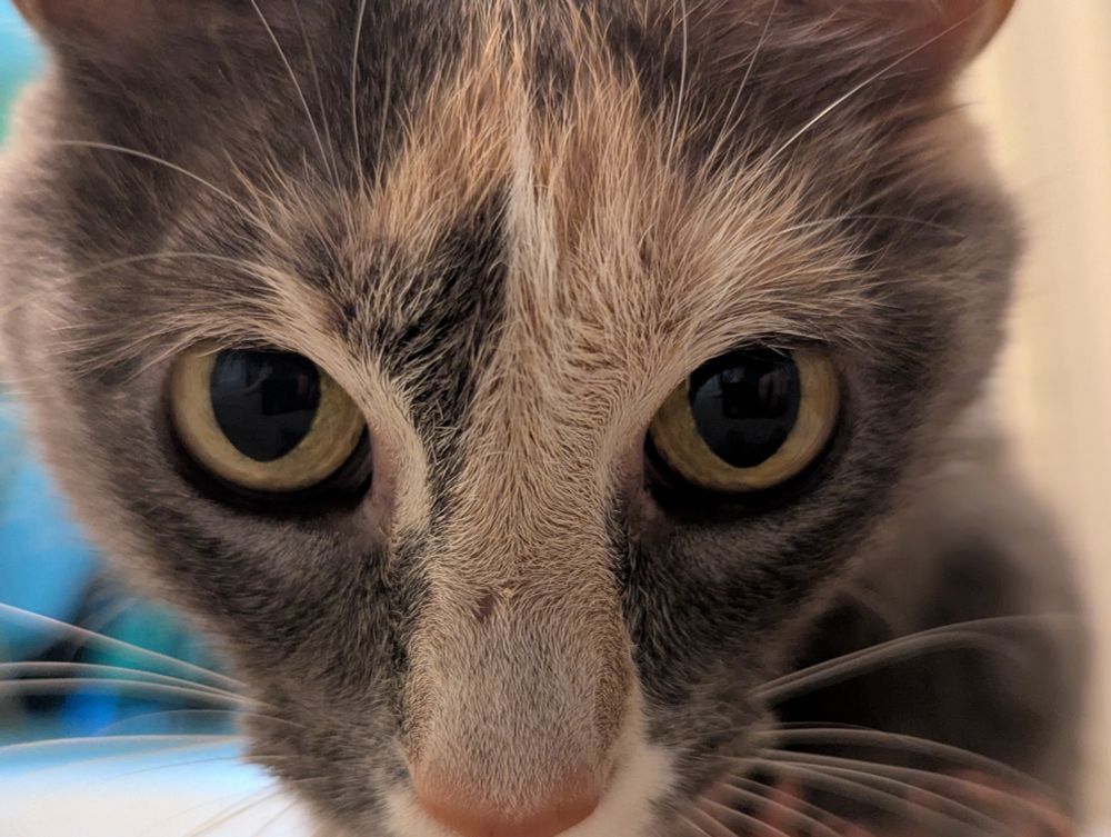 a close up picture of my cat looking straight at the camera