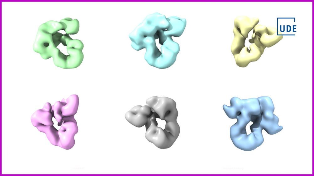 Mit der Einzelpartikel-Negativkontrast-Elektronenmikroskopie wurden viele einzelne BiP–GRP94-Komplexe untersucht. Aus den Aufnahmen entstanden 3D-Modelle, die verschiedene Formen des Komplexes zeigen – ein Hinweis darauf, wie der BiP–GRP94-Komplex seine Konformation ändern kann.