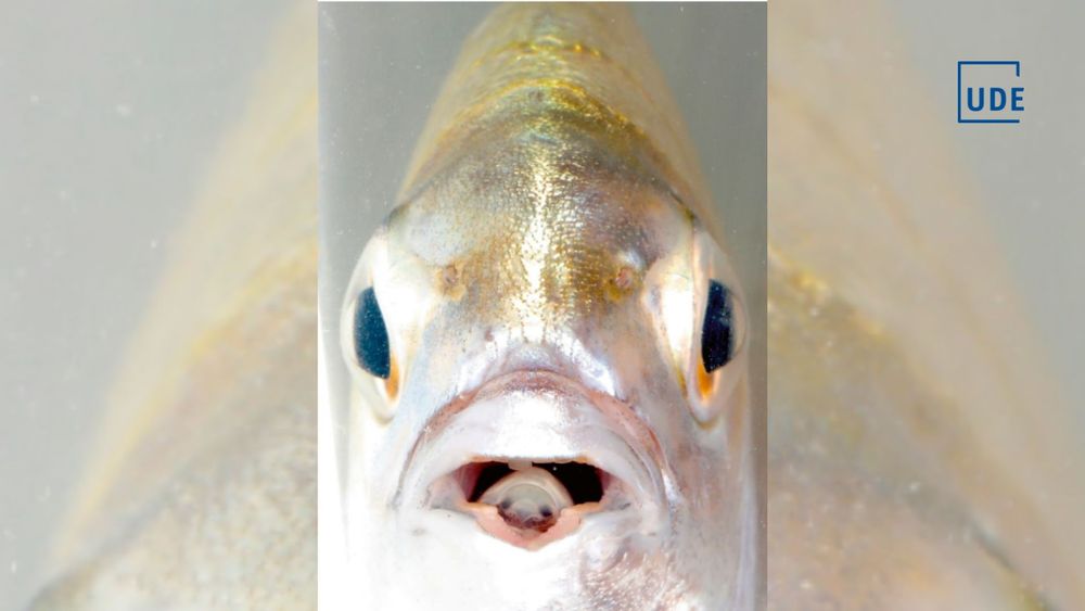 Picture: The tongue replacement isopod Ceratothoa famosa in the mouth of the Cape bream (Diplodus capensis)