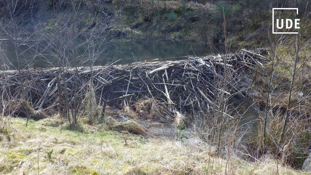 Ein Biberdamm in der Eifel.