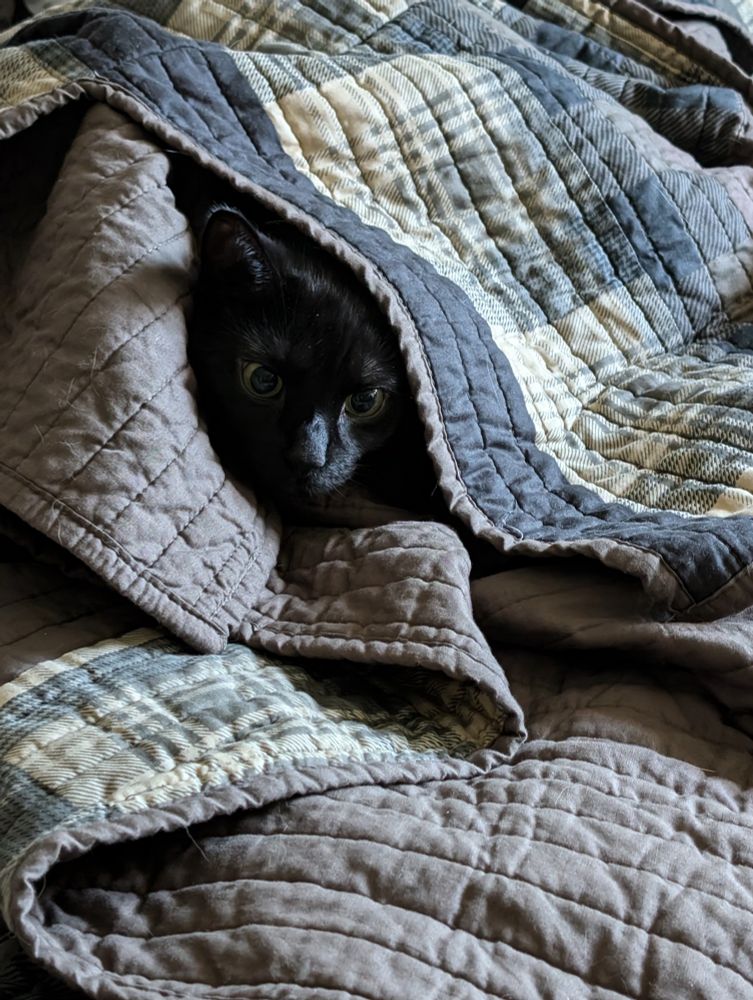 A black cat is wrapped up in a blanket. His name is Arthur.