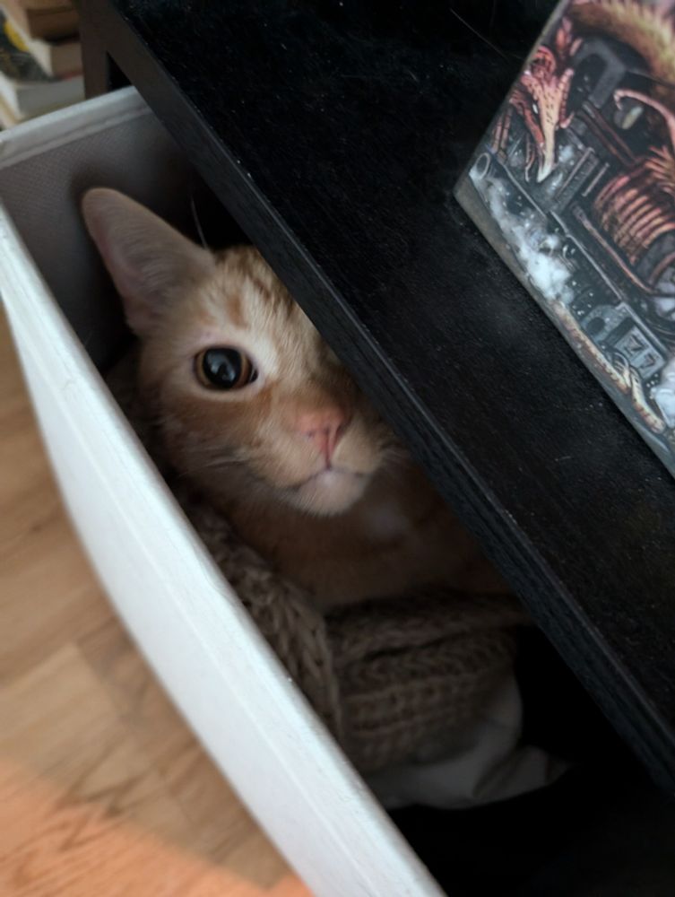 An orange cat peers out of a drawer. His name is Newt.