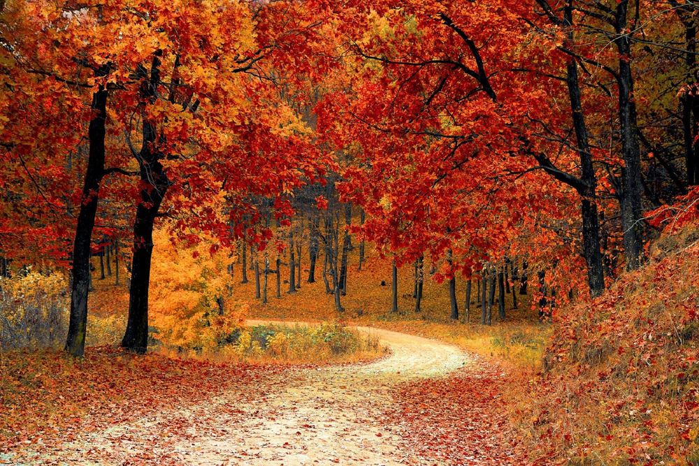 'Autumn Colors' by Jean Beaufort. Colorful Scenic Landscape of Autumn Colors. Licensed under CC0.
